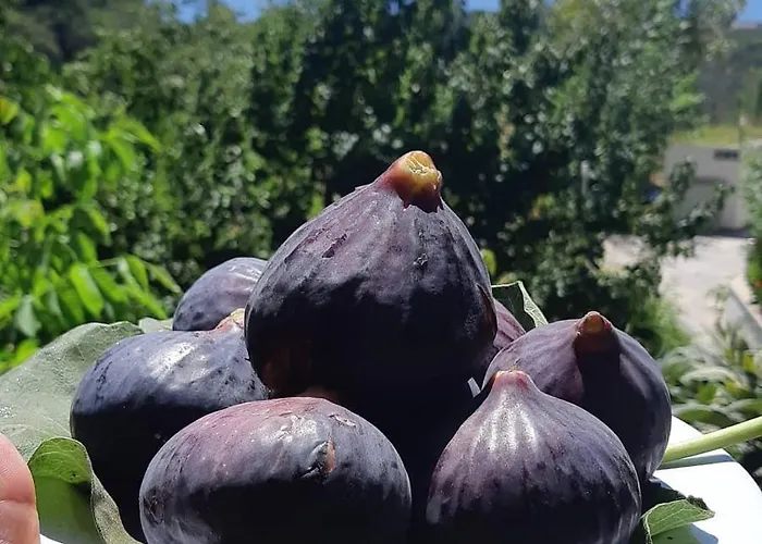 Üdülőközpont Kazdaglari Saglikli Yasam Koeyue